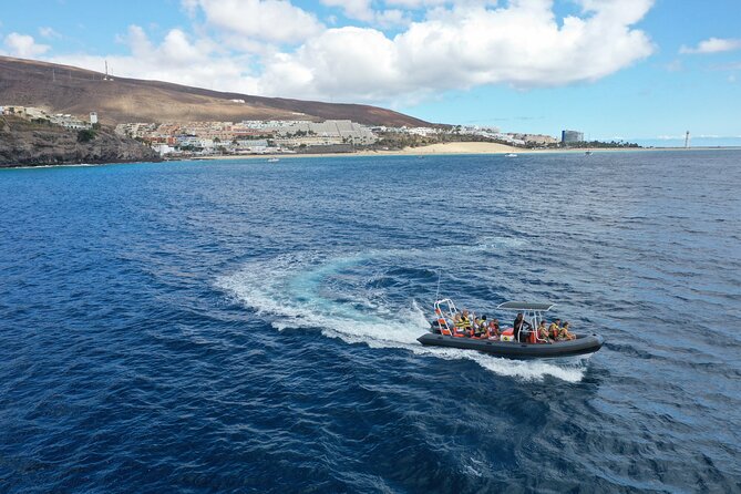 2h Dolphin and Whale Viewing + Snorkeling Tour - Speedboat Basics: small group, fast runs, and real time at sea