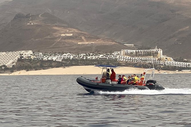 2h Dolphin and Whale Viewing + Snorkeling Tour - Snorkeling for 30 minutes: what it adds and what to wear