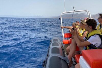 2h Dolphin and Whale Viewing + Snorkeling Tour