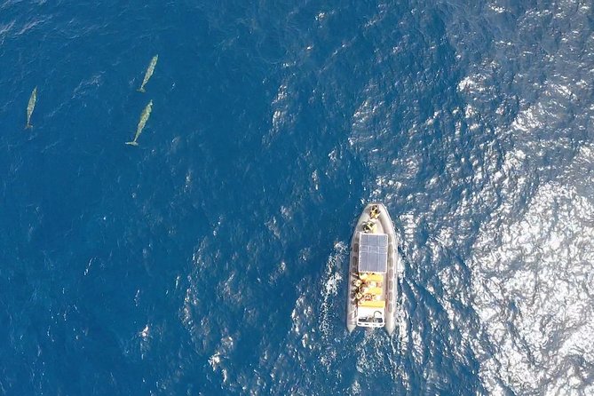 2h Dolphin and Whale Viewing + Snorkeling Tour - What you need to pack for wet, fast, sometimes rough water