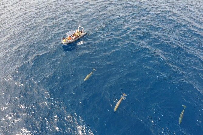 2h Dolphin and Whale Viewing + Snorkeling Tour - Price and value: why $62.88 can make sense here