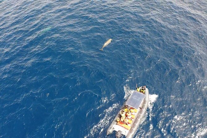 2h Dolphin and Whale Viewing + Snorkeling Tour - Who this tour is best for (and who should think twice)