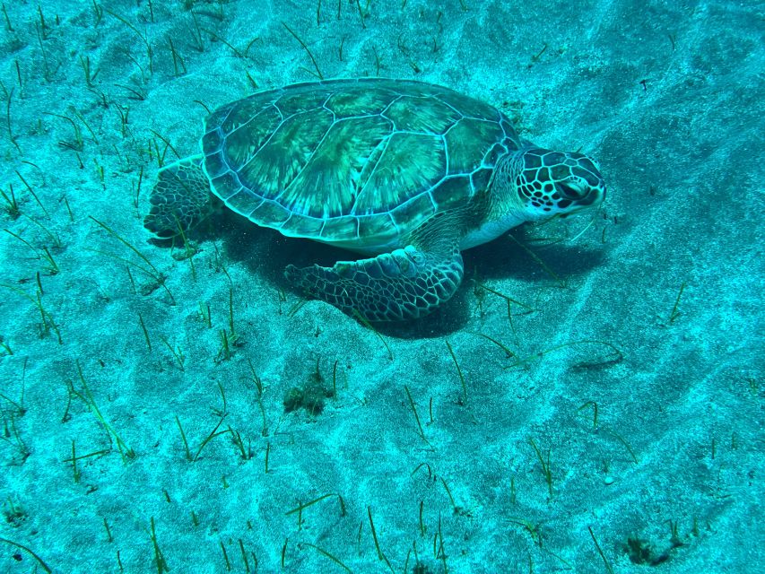 Abades: Guided Snorkeling Tour with Photos - Coral Reef Watching: Fish, Coral, and the Stuff You Can Actually Enjoy