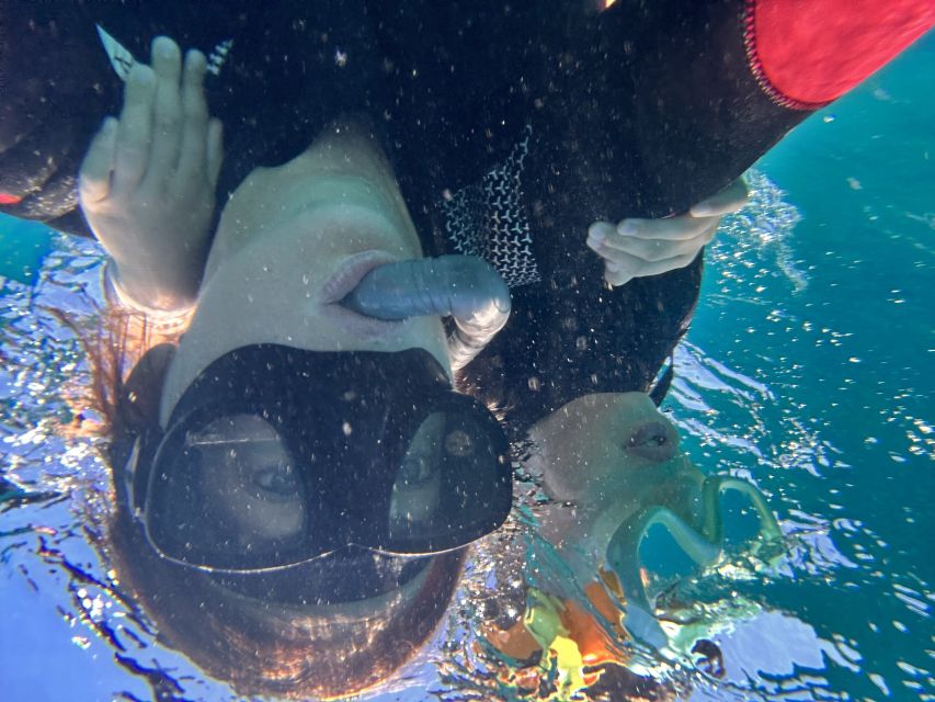 Abades: Guided Snorkeling Tour with Photos - Turtles, Stingrays, and Octopus: Your Chances and How to Improve Them