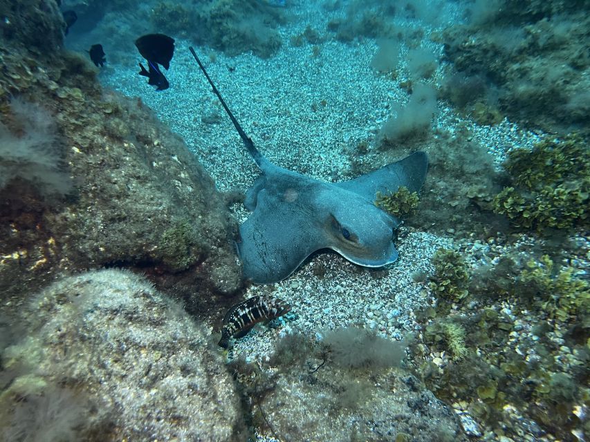 Abades: Guided Snorkeling Tour with Photos - Free Underwater Photos and Video: The Best Souvenir Is Usually the Easiest