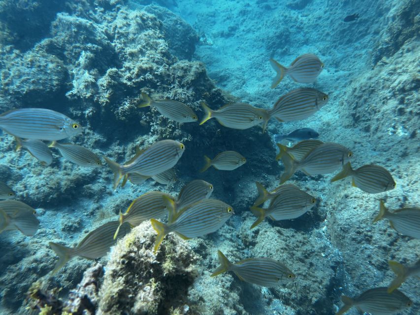 Abades: Guided Snorkeling Tour with Photos - Who This Snorkeling Trip Works For (and Who Should Skip It)