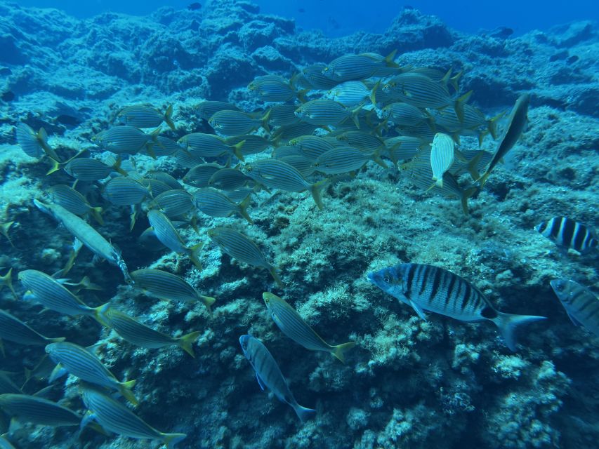 Abades: Guided Snorkeling Tour with Photos - Price and Value: Why $35 Can Make Sense in Tenerife