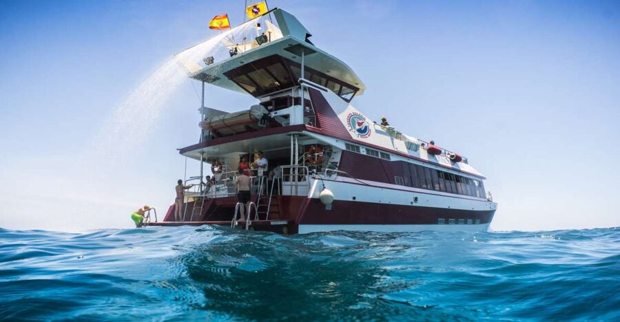 Adeje: Whale and Dolphin Watching Cruise with Lunch and Swim - Quick hits before you book