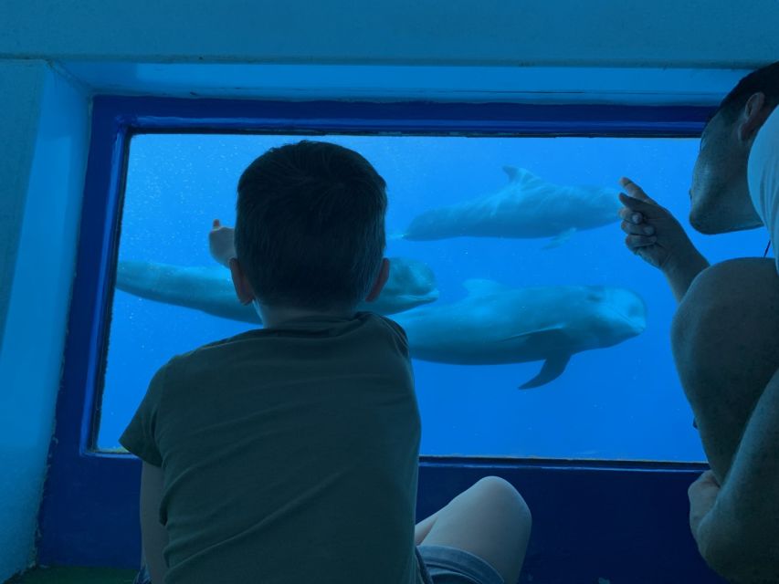 Adeje: Whale and Dolphin Watching Cruise with Lunch and Swim - Why this Adeje cruise is such a good half-day value
