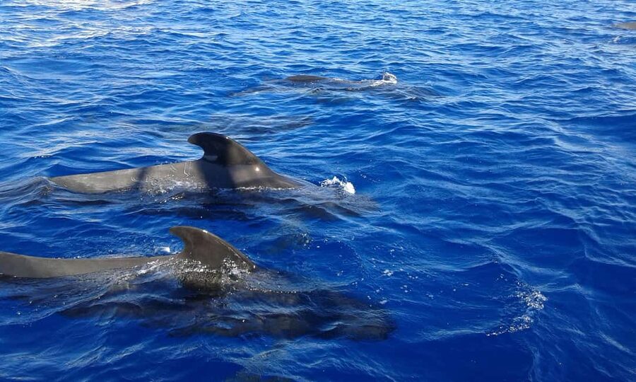 Adeje: Whale Watching, Lunch & Swim Stop at Los Gigantes - Key things that make this cruise worth your time