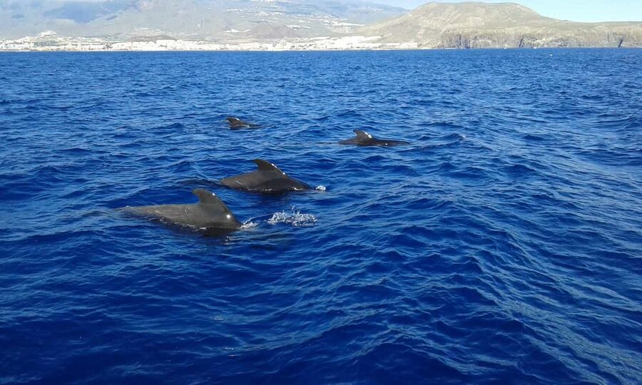 Adeje: Whale Watching, Lunch & Swim Stop at Los Gigantes - The Los Gigantes Cliffs Stop: A Signature Tenerife View