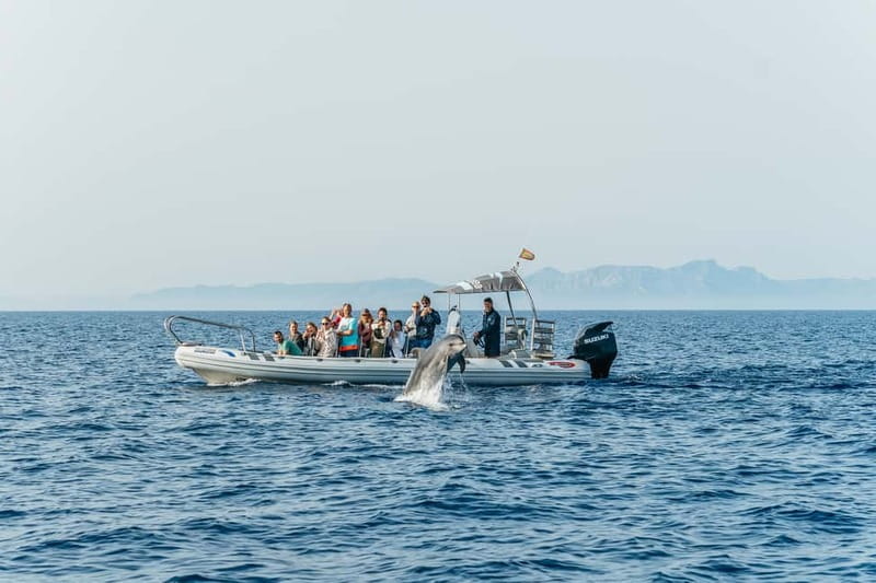 Alcudia or Can Picafort: Dolphin-Watching Cruise - Price and Value: Is $100 for a 3-Hour Cruise Worth It?