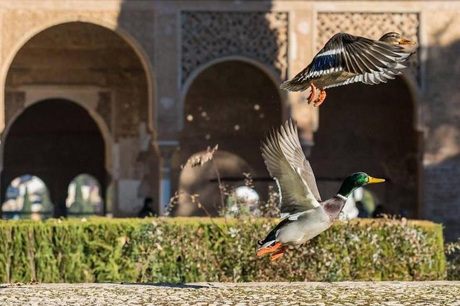 Alhambra Private/Small Group Tour & Nasrid Palaces Skip the Line - Who this tour suits best