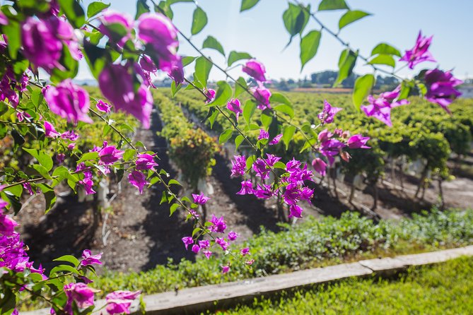 Alicante: Small-Group Countryside Wine Tour with 4 Tastings - Winery Tour Time: Vineyards, Cellar, and a Real Family Producer Feel