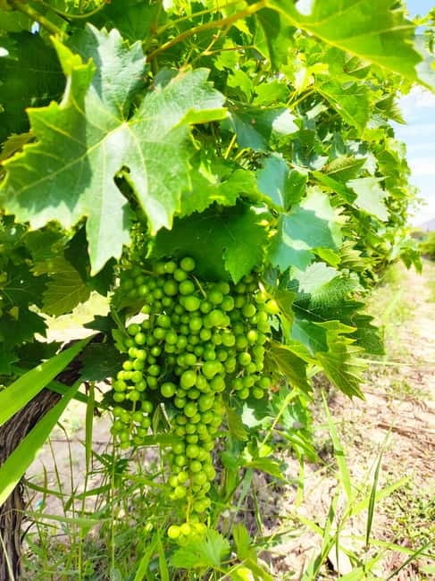 Alicante: Small-Group Countryside Wine Tour with 4 Tastings - The Four-Tasting Session: What You Actually Learn in the Glass