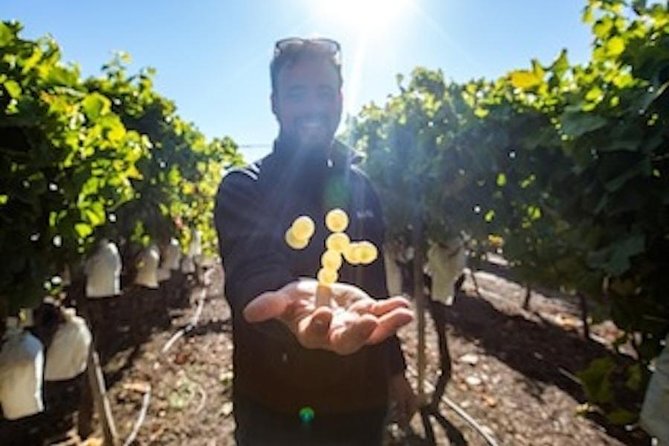 Alicante: Small-Group Countryside Wine Tour with 4 Tastings - Private Transport: 30 Minutes Each Way That Feels Like Part of the Day