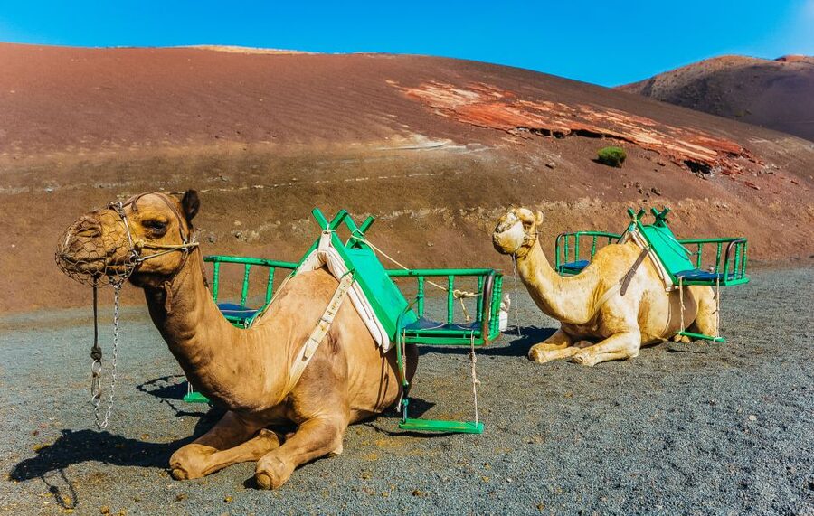 Arrecife: Timanfaya and Green Lagoon for Cruise Passengers - Who this tour suits best