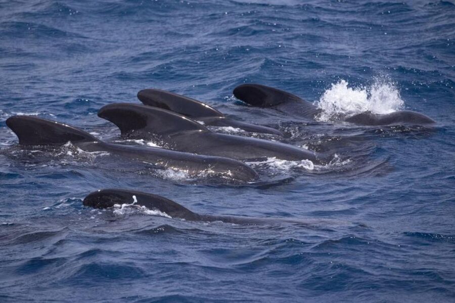 Barbate: Dolphin and Whale Watching in Cape Trafalgar - Marine Atlantes Check-in: What the First Hour Really Feels Like