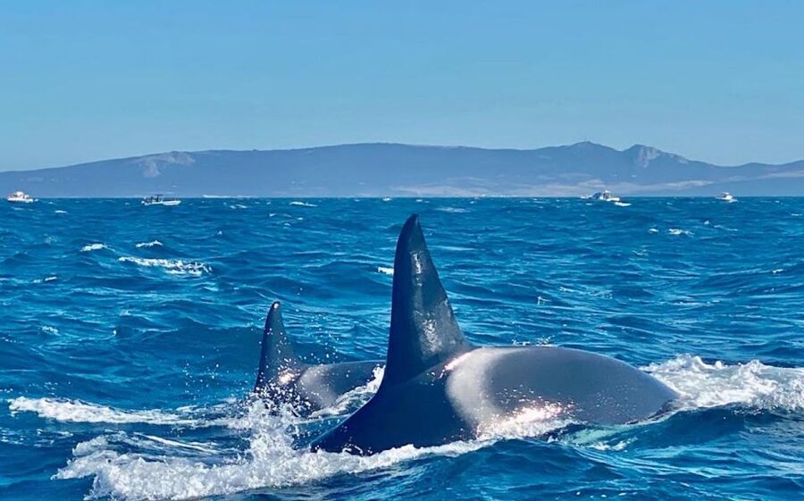 Barbate: Dolphin and Whale Watching in Cape Trafalgar - Timing and Logistics: What You Should Plan Around