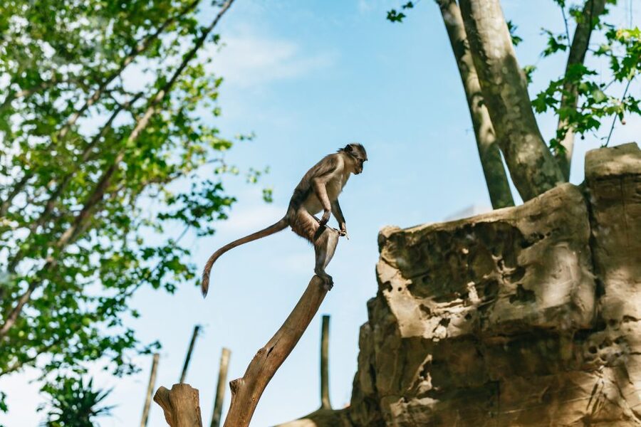Barcelona: 1-Day Ticket to Barcelona Zoo - Zoo de Barcelona in Parc de la Ciutadella: the easiest “big day” in town