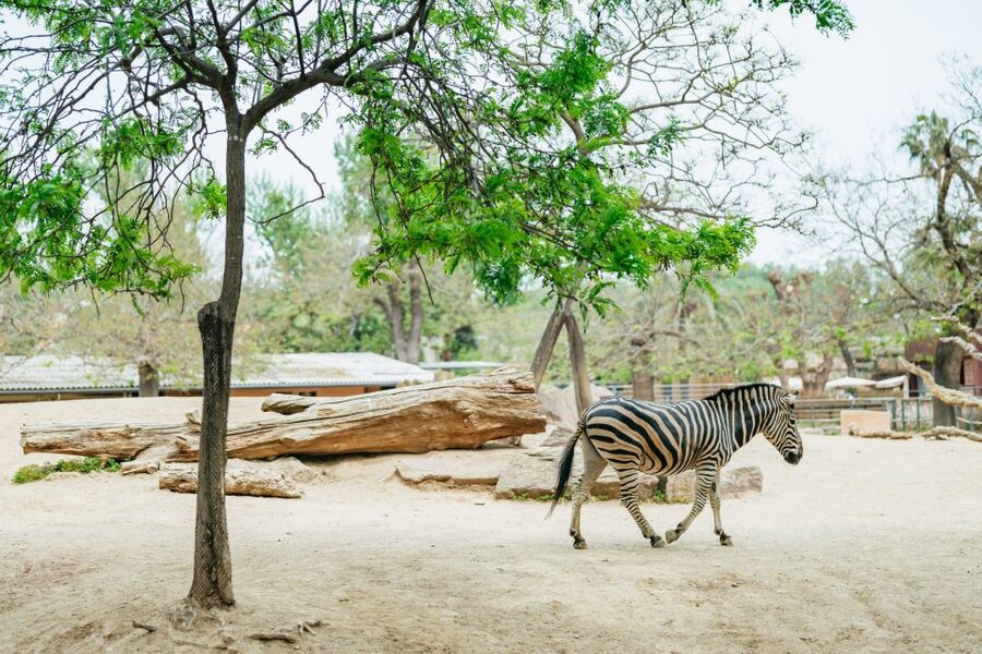 Barcelona: 1-Day Ticket to Barcelona Zoo - Getting comfortable: shade, benches, and a mostly easy walking plan