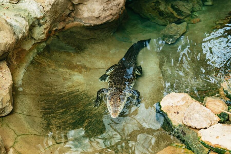 Barcelona: 1-Day Ticket to Barcelona Zoo - Food, cafés, and the cash question you should not ignore
