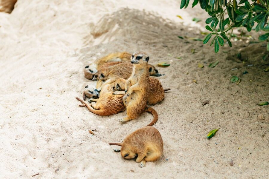 Barcelona: 1-Day Ticket to Barcelona Zoo - Price and value: is $27 a fair deal for a zoo day?