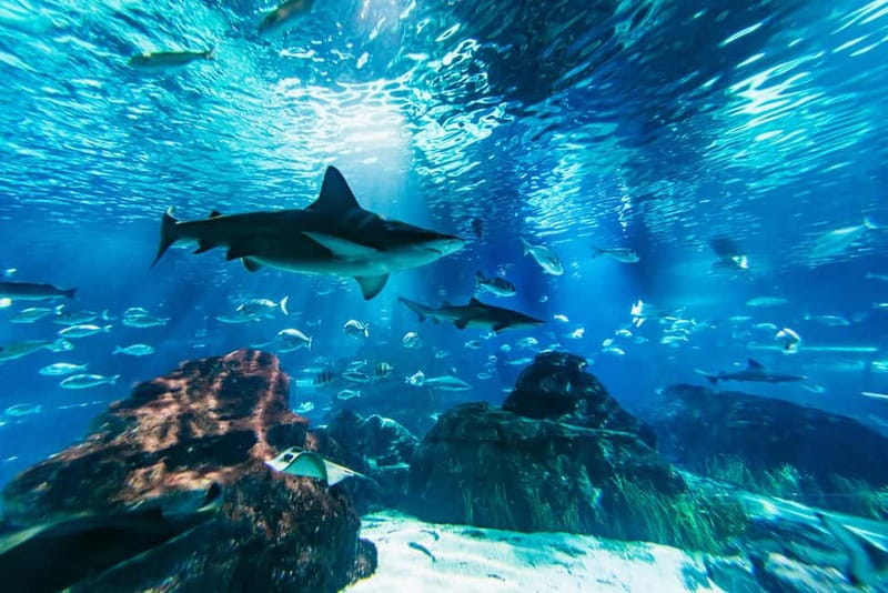 Barcelona Aquarium: Entry Ticket - Mediterranean plus tropical aquariums, plus a mangroves zone