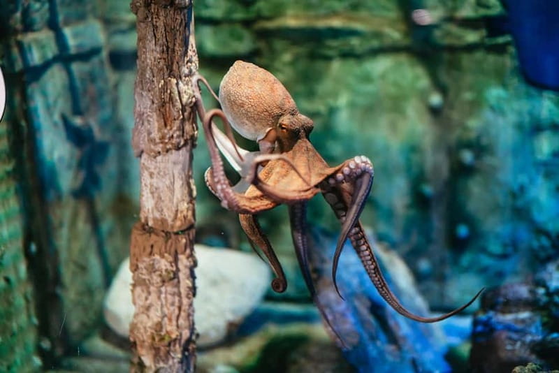 Barcelona Aquarium: Entry Ticket - Journey to the Depths and the giant interactive floor