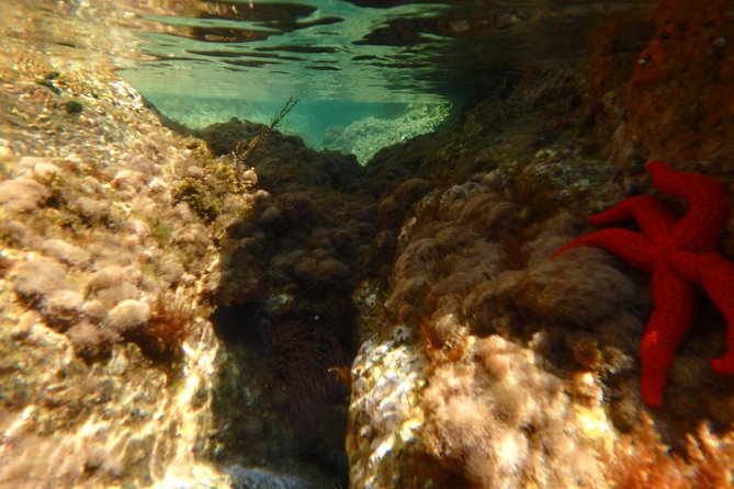 Barcelona Costa Brava Kayak, Snorkel & Cliff Jump Day Tour - The Costa Brava Kayak Route: Sea Caves and the Camino de Ronda