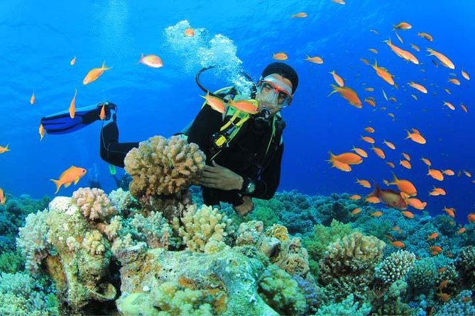 Beginners Scuba Diving Experience in Gran Canaria - Key highlights to know before you go