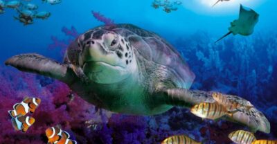 Benalmadena Aquarium Visit