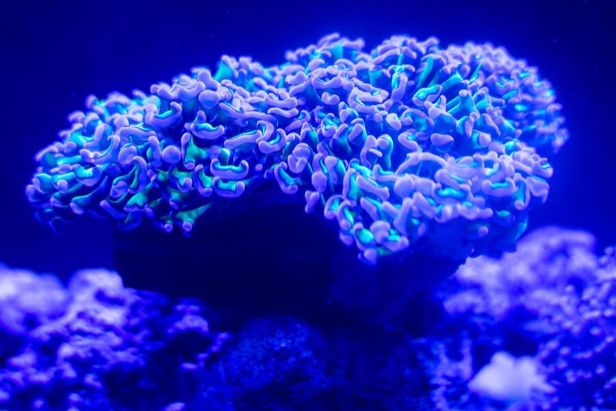 Benalmadena Aquarium Visit - Amazonia freshwater zone, and how to enjoy it without rushing
