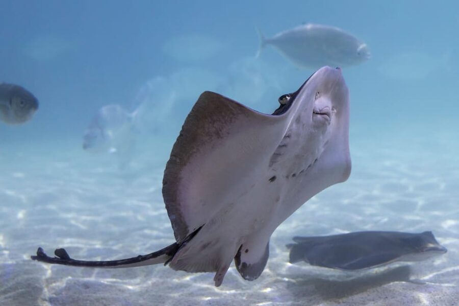 Benalmadena Aquarium Visit - Tips if you’re with kids, couples, or short on time
