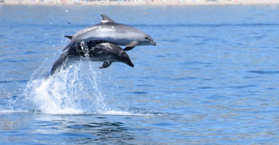 Benalmadena: Dolphin Watching Boat Tour - Dolphin spotting plus real comfort on the New Magic