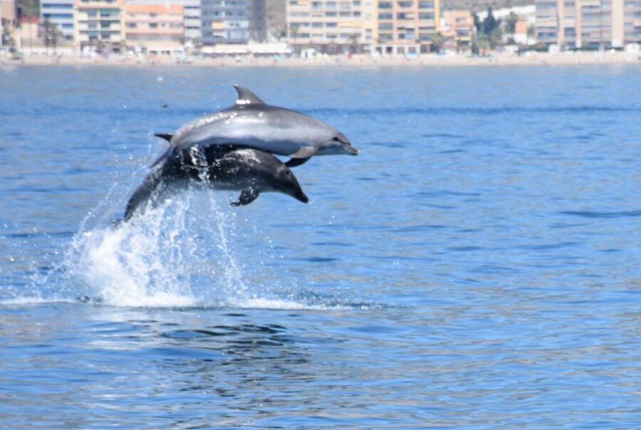 Benalmadena: Dolphin Watching Boat Tour - How the route works: Fuengirola side or Málaga side