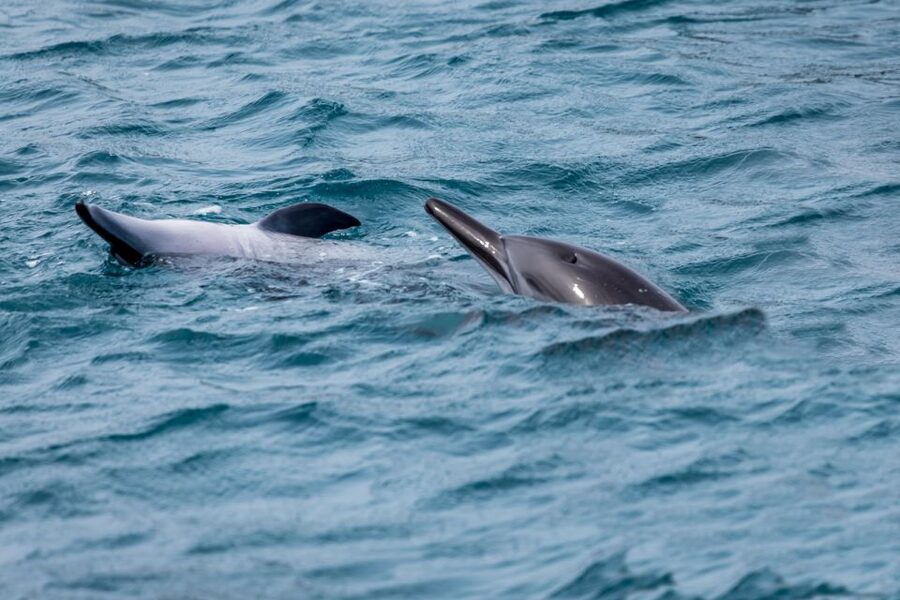 Benalmadena: Dolphin Watching Boat Tour - The dolphin-watching “secret stop” and how the captain finds them