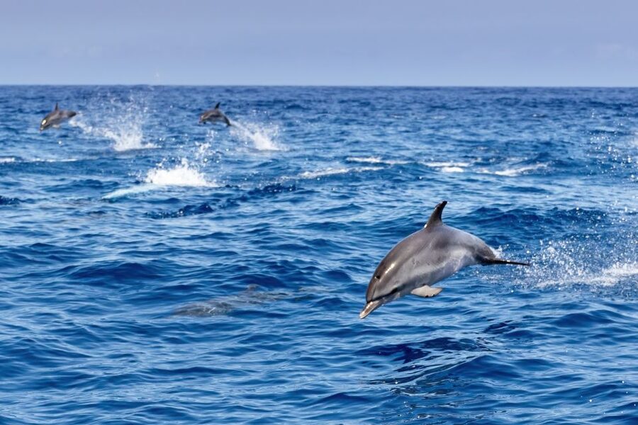 Benalmadena: Dolphin Watching Boat Tour - Underwater windows, onboard bar snacks, and photo extras