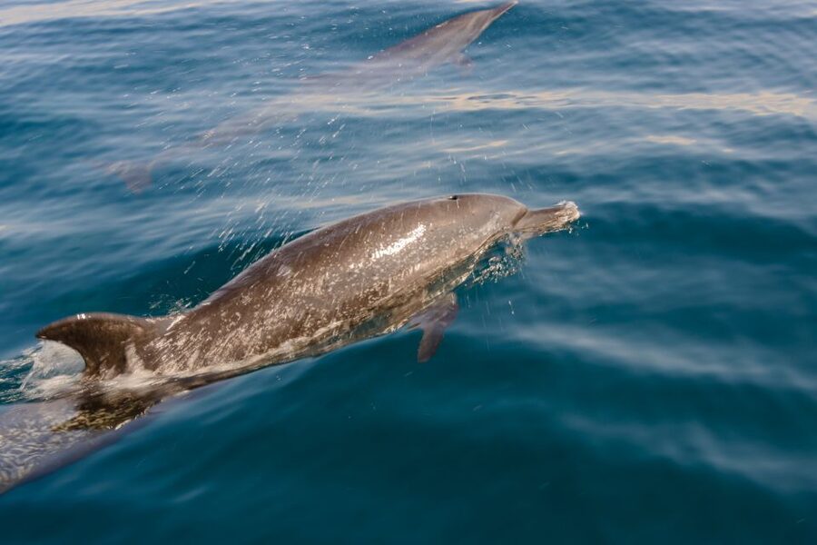 Benalmadena: Dolphin Watching Boat Tour - Pass-by landmarks: what you’ll see while you’re not watching dolphins