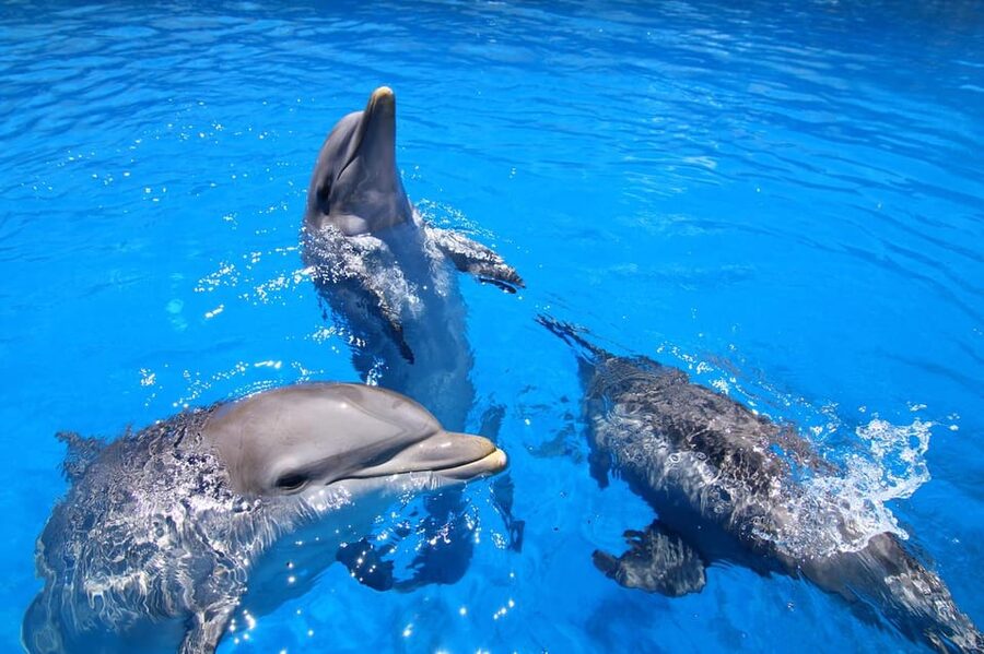 Benalmadena: Selwo Marina Admission Ticket - Ice Island, cartwheels, and the moments that stick