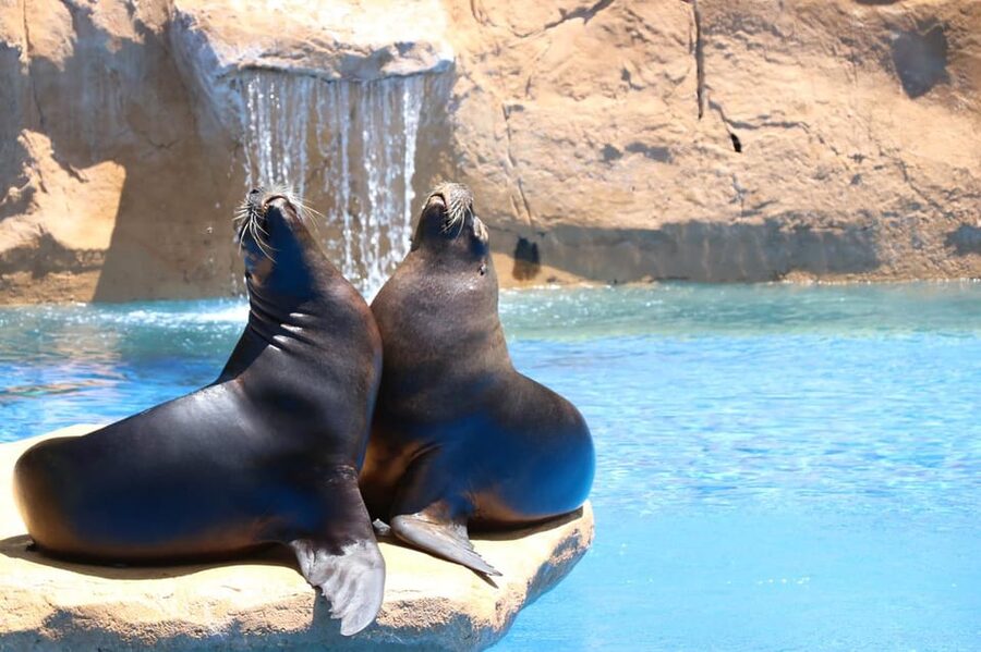 Benalmadena: Selwo Marina Admission Ticket - What animals you will actually see, not just read about