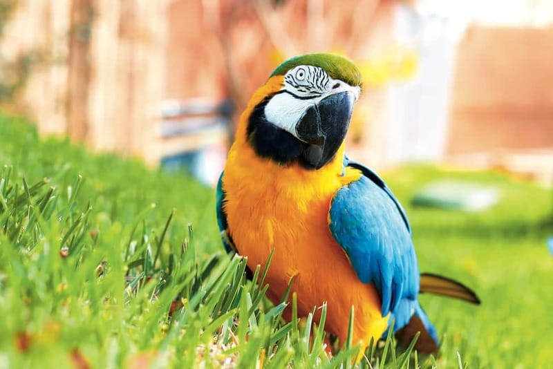 Benidorm: Mundomar Animal Park Entrance Ticket - Mundomar ticket basics, what you’re actually paying for