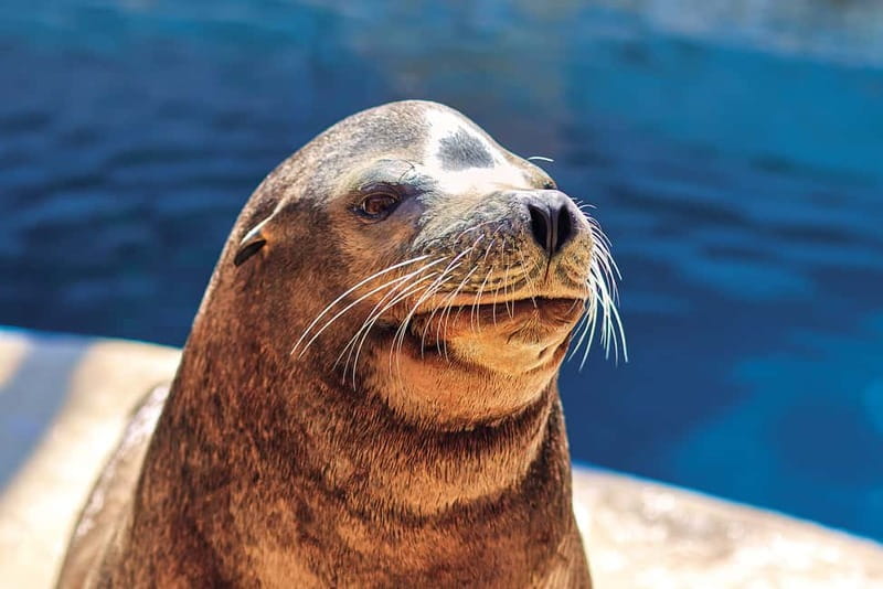 Benidorm: Mundomar Animal Park Entrance Ticket - Dolphin show, why it’s the big draw