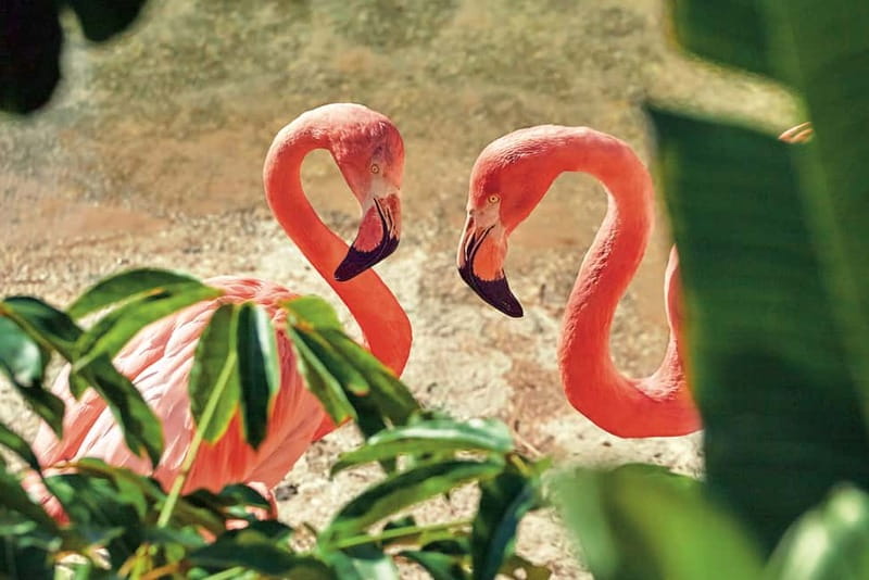 Benidorm: Mundomar Animal Park Entrance Ticket - Sea lions and parrot show, the supporting cast that matters