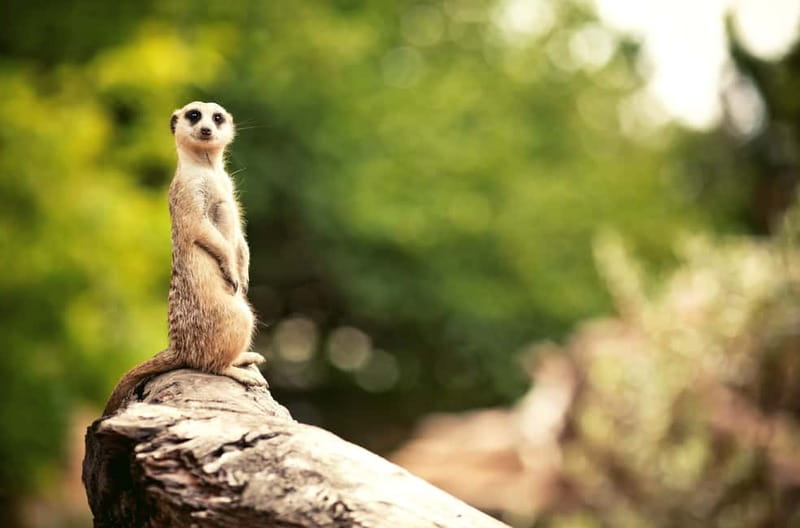 Benidorm: Mundomar Animal Park Entrance Ticket - Combo ticket with Aqualandia, when it makes sense