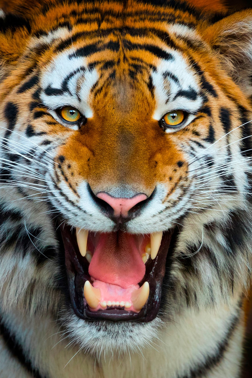 Benidorm: Terra Natura and Aqua Natura Combo Day Ticket - Key things you should know before you go