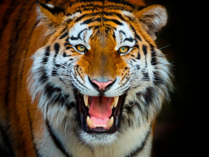 Benidorm: Terra Natura and Aqua Natura Combo Day Ticket - Terra Natura Benidorm: animals, habitats, and show breaks