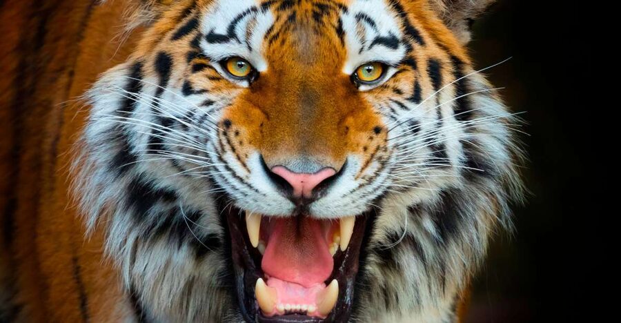Benidorm: Terra Natura Theme Park 1-Day Tickets - The Fire and Lava Entrance That Sets the Tone