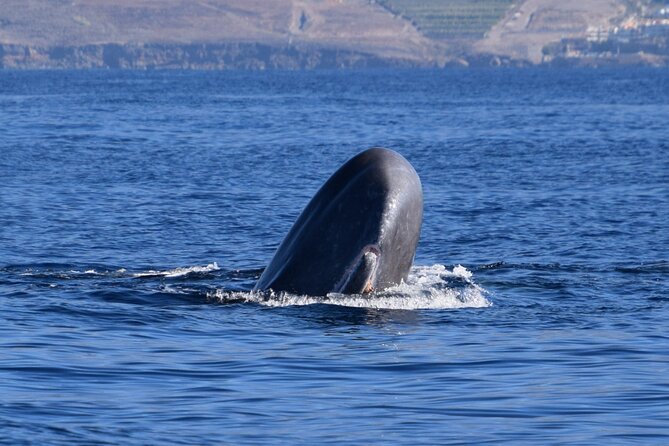 Bonadea II Ecological Whale Watching, 2 hours - Key things to know before you go
