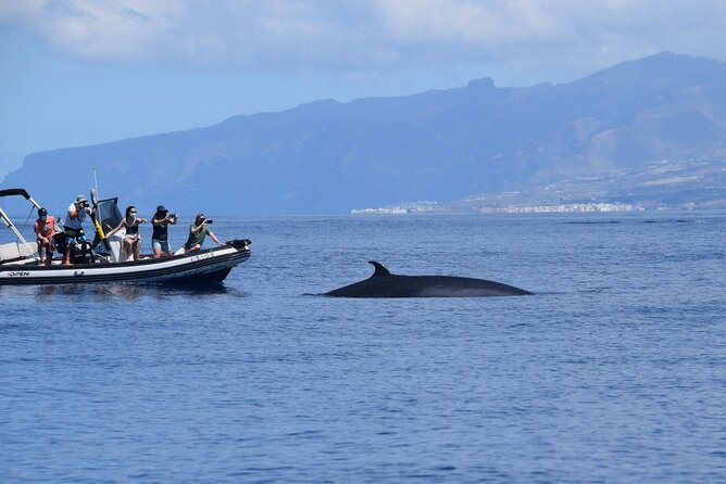Bonadea II Ecological Whale Watching, 2 hours - Where you meet in Costa Adeje, and how the 2-hour flow works